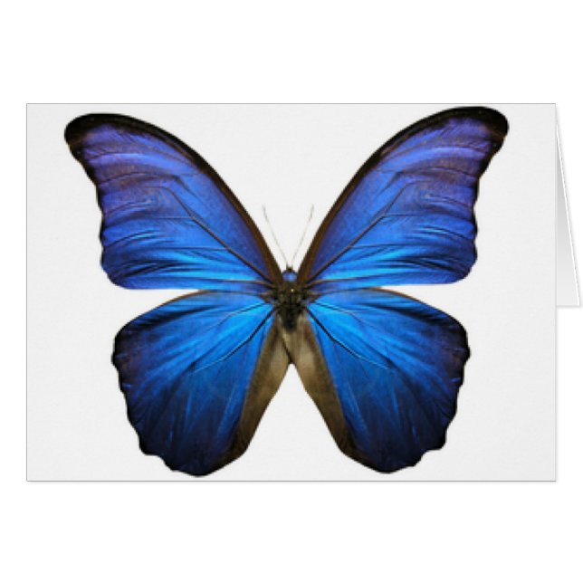 PAPILLON (Devant horizontal)