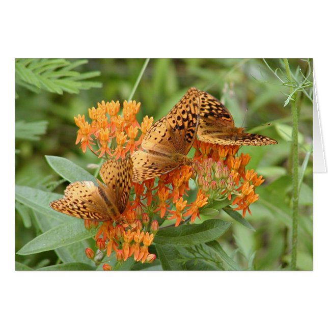 papillon (Devant horizontal)