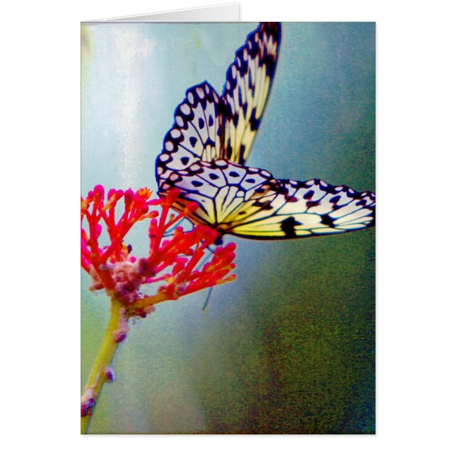 Papillon (Devant)