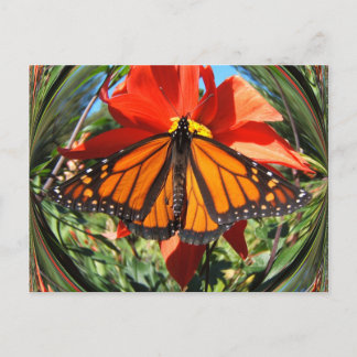 Papillon 256 ~ carte postale