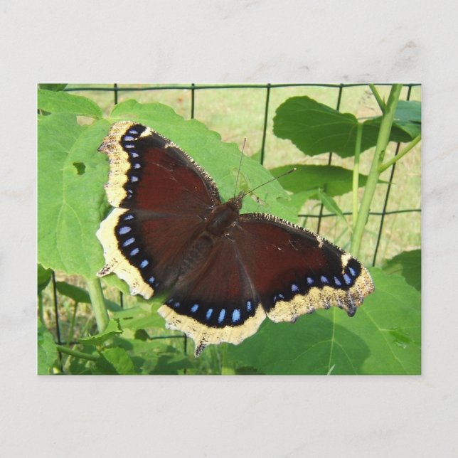 Papillon 56 ~ carte postale (Devant)