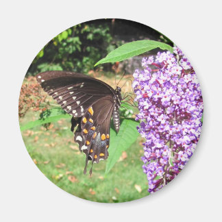 Papillon à épicéa ~ aimant
