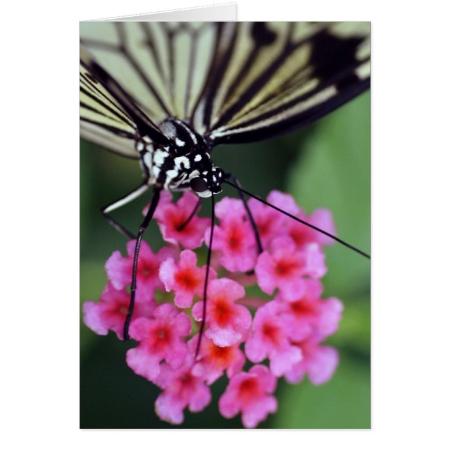 Papillon à fleurs roses (Devant)