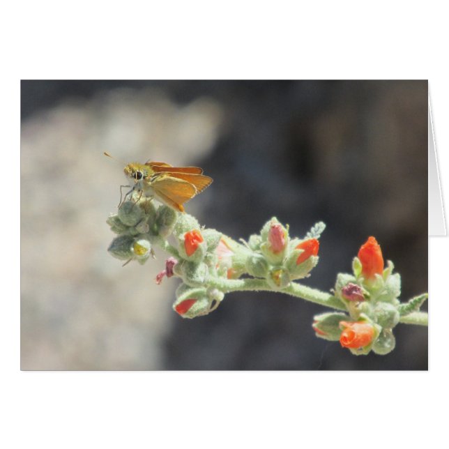 Papillon à liserette orange (Devant Horizontal)