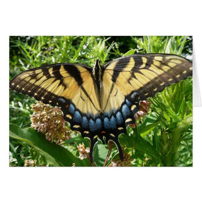 Papillon à queue d'aronde II à Shenandoah (Devant horizontal)
