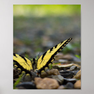 Papillon à queue d'hirondelle sur affiche de gravi