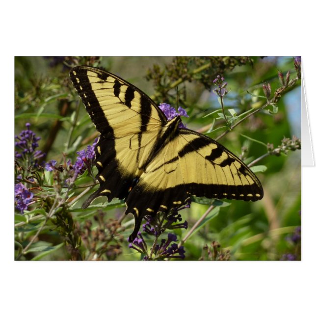 Papillon à queue d'hirondelle sur Buddleia (Devant horizontal)