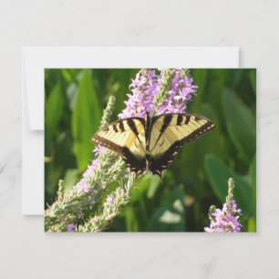 Papillon à queue d'hirondelle sur des fleurs sauva