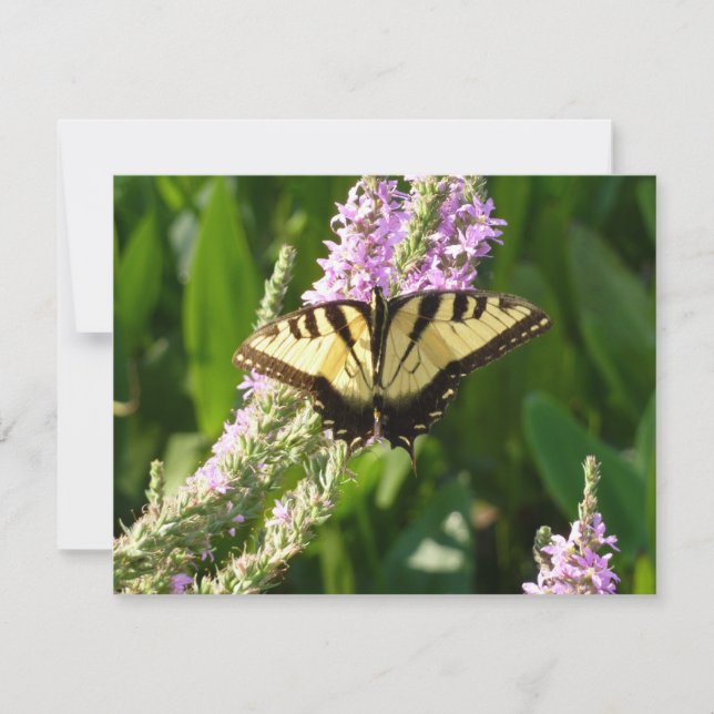 Papillon à queue d'hirondelle sur des fleurs sauva (Devant)