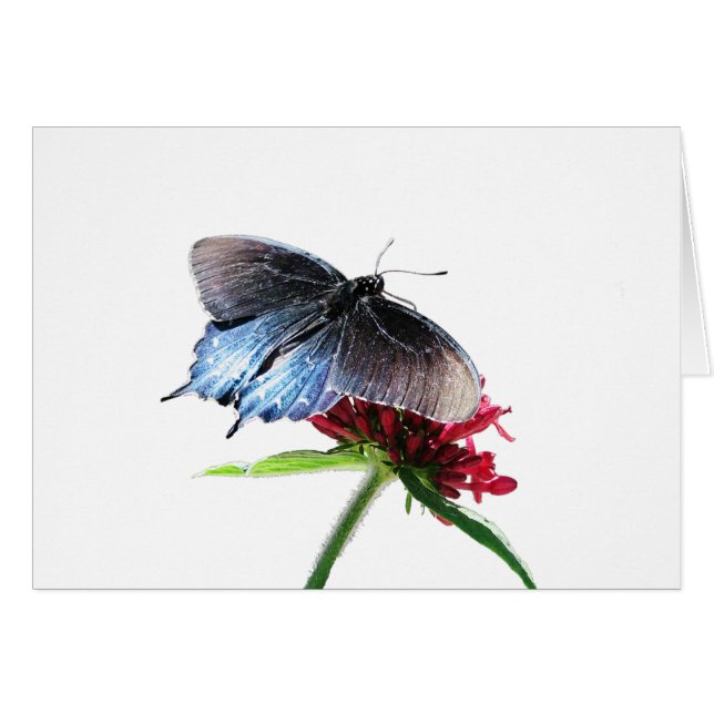 Papillon à queue épaisse de Pipevine (Devant Horizontal)
