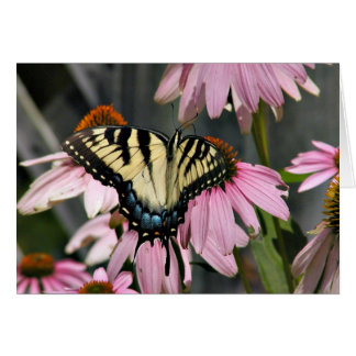 Papillon à queue épaisse de tigre