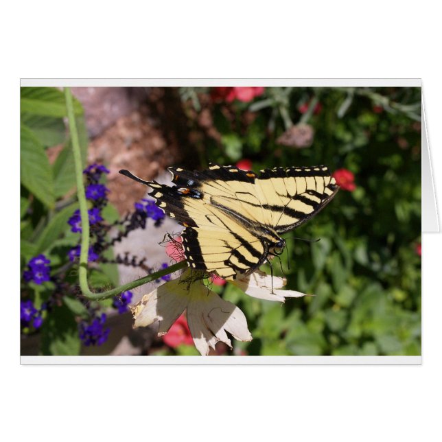 Papillon à queue fantaisie jaune et noir (Devant horizontal)