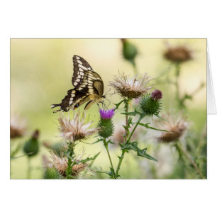 Papillon à queue noire géante