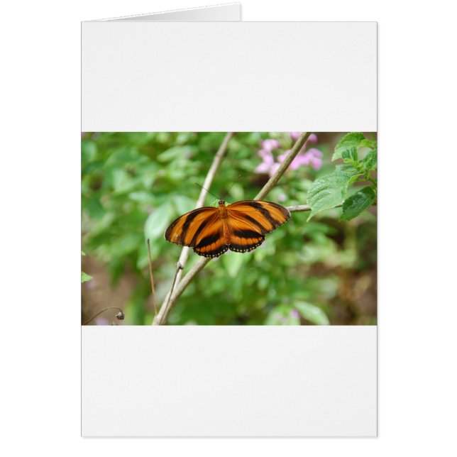 Papillon à rayures de tigre (Devant)