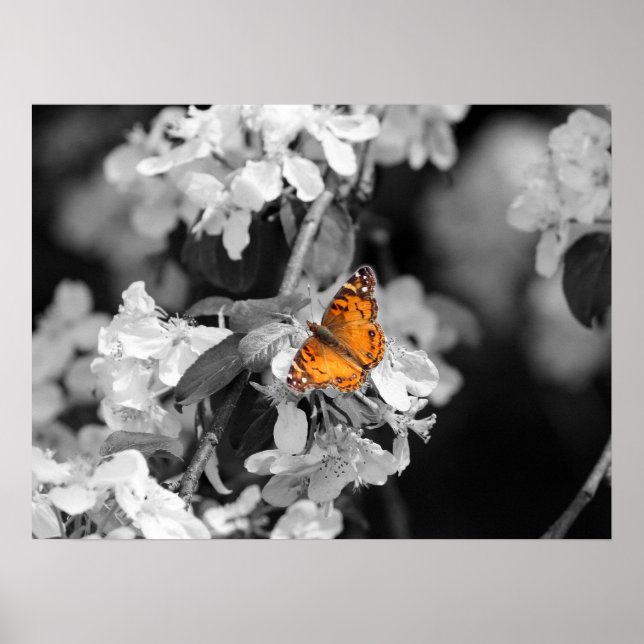 Papillon Américain Lady Sur Blossom Poster (Devant)