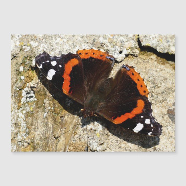 Papillon - Amiral rouge (Devant)