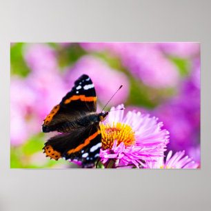 Papillon Amiral rouge sur affiche de fleur
