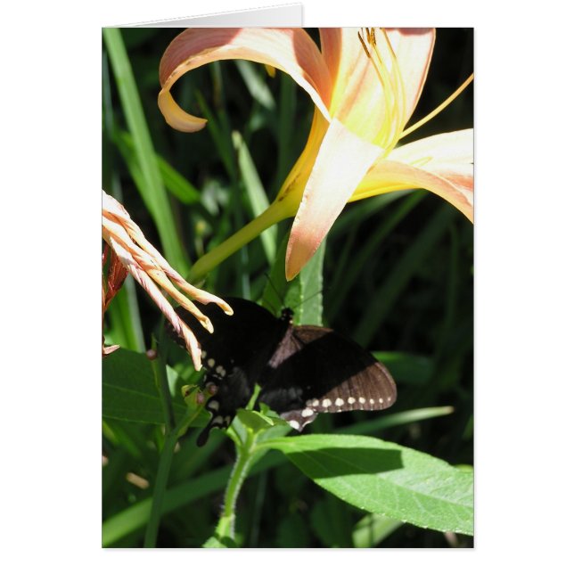 Papillon au repos (Devant)