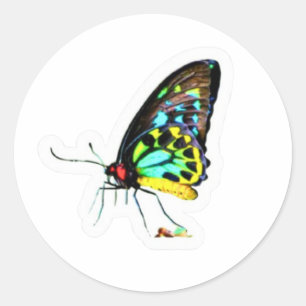 Papillon Autocollant Profil Néon Artistique - Uniq