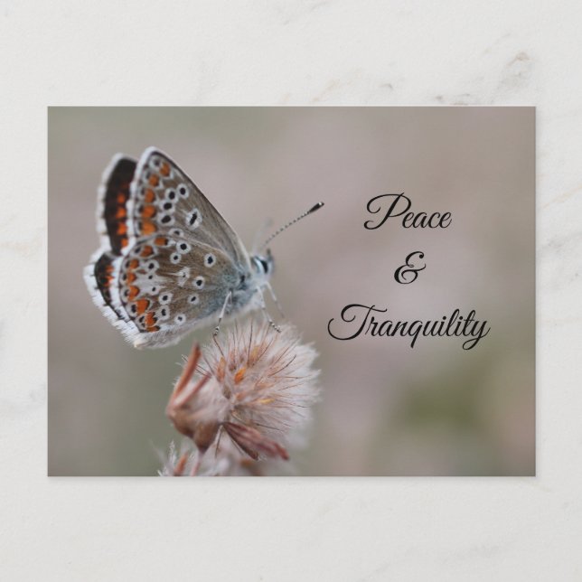 Papillon Azuré commun sur carte postale (Devant)