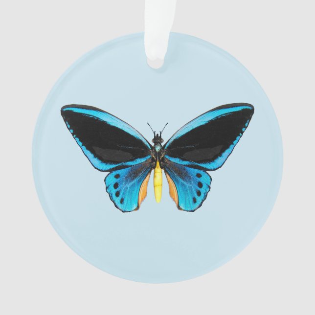 Papillon Birdwing (devant)