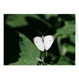 Papillon blanc