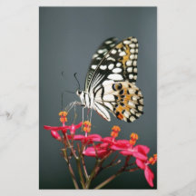 Papillon blanc noir et jaune sur fleurs roses