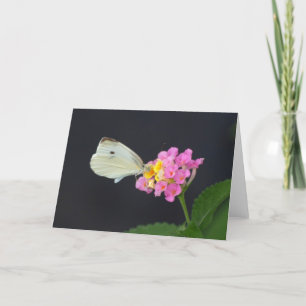 Papillon blanc sur le Lantana - carte