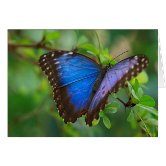 Papillon bleu (Devant horizontal)