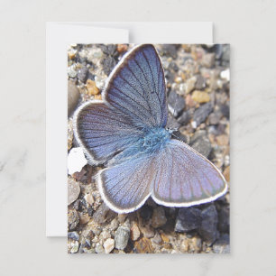 Papillon bleu clair