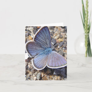 Papillon bleu clair