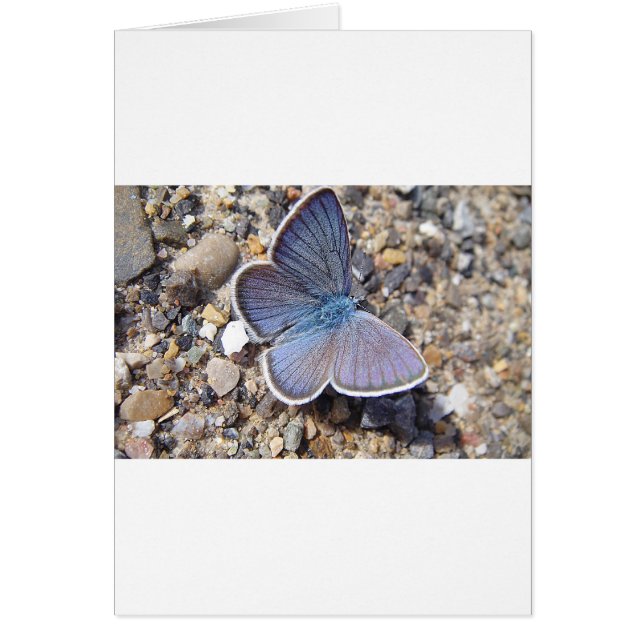 Papillon bleu clair (Devant)