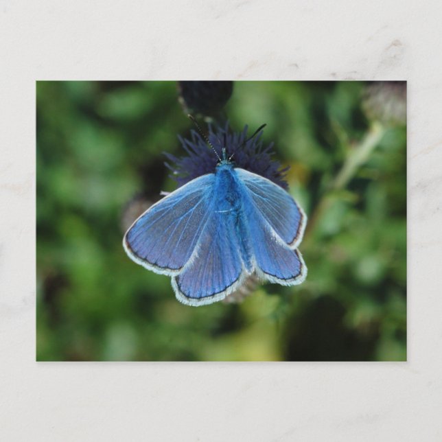 Papillon bleu commun sur la carte postale de chard (Devant)