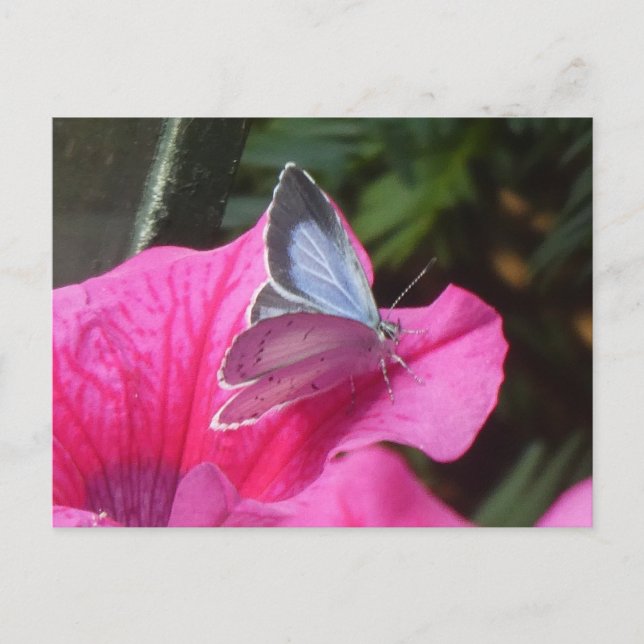 Papillon bleu creux sur do-it-yourself carte posta (Devant)