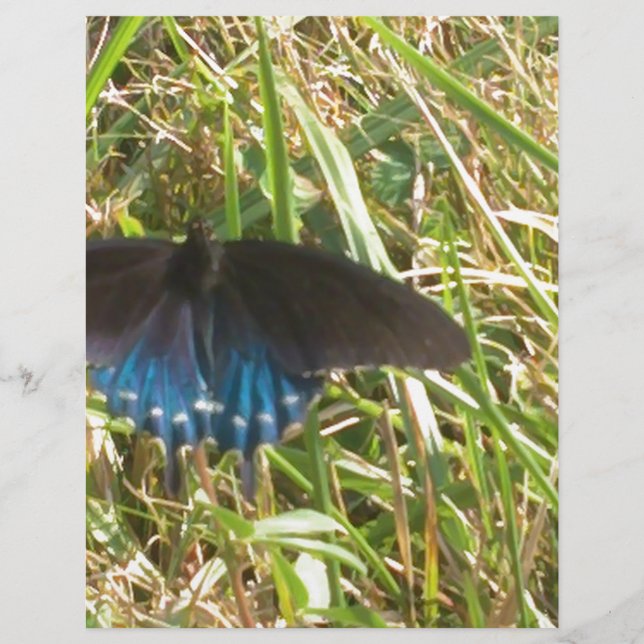 papillon bleu et noir (Devant)