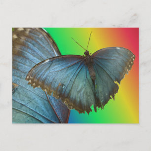 Papillon bleu Morpho & do-it-yourself carte postal