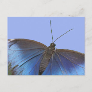 Papillon bleu Morpho DO-IT-YOURSELF carte postale