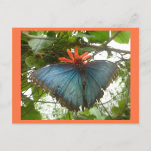 Papillon bleu Morpho sur carte postale do-it-yours