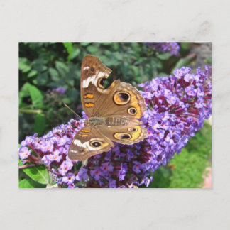 Papillon Buckeye ~ carte postale