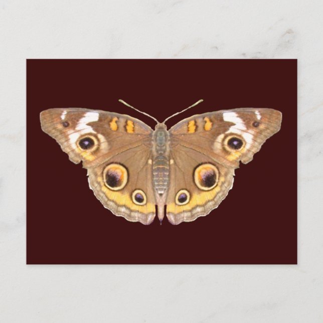 Papillon Buckeye ~ carte postale (Devant)