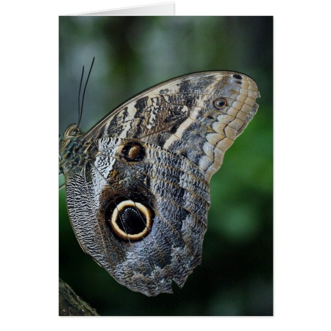Papillon Caligo Eurilochus Incroyable (Devant)