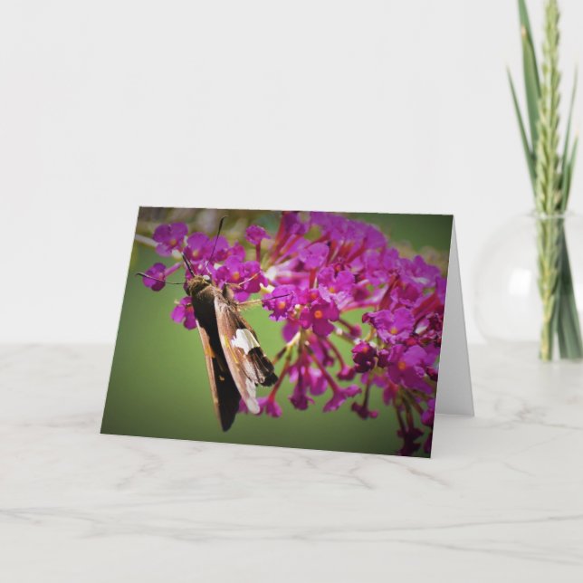 Papillon, carte (Devant)