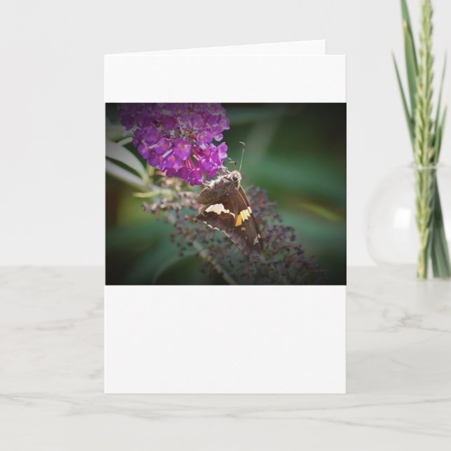 Papillon, carte (Devant)