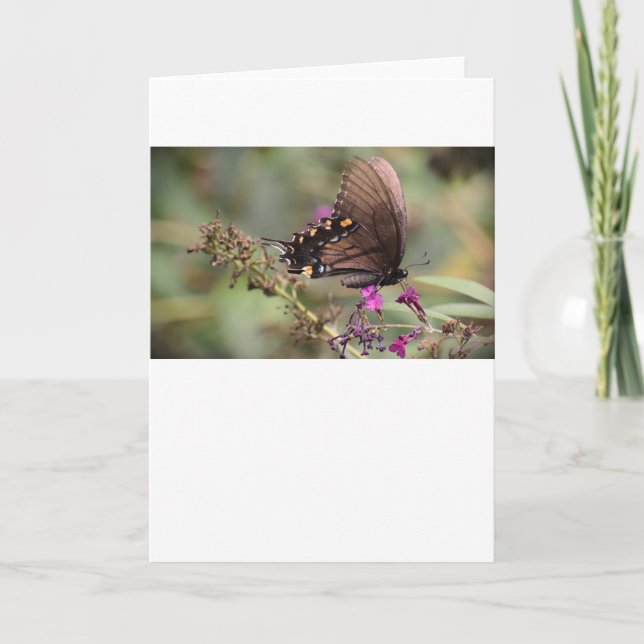 Papillon, carte (Devant)