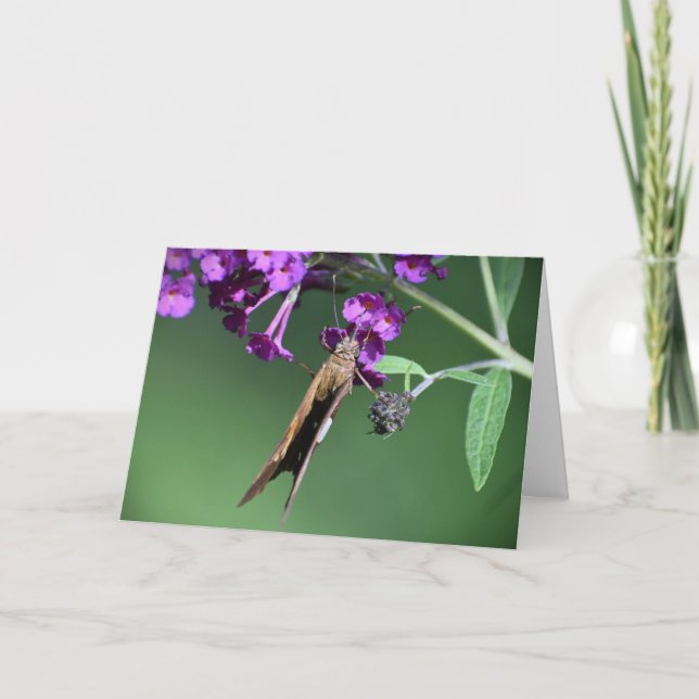 Papillon, carte (Devant)
