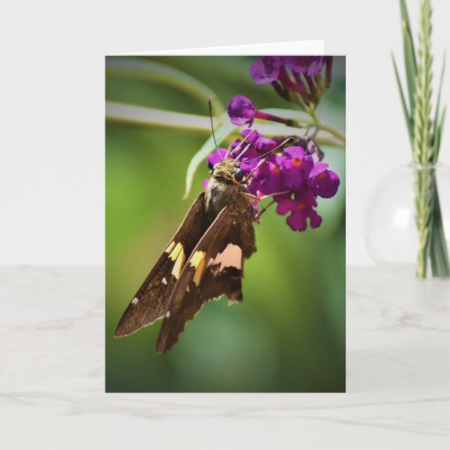 Papillon, carte (Devant)