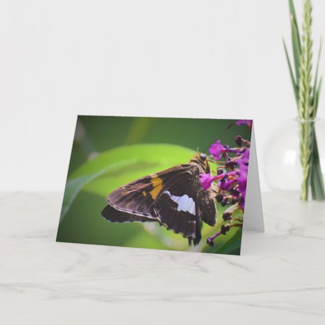 Papillon, carte (Devant)