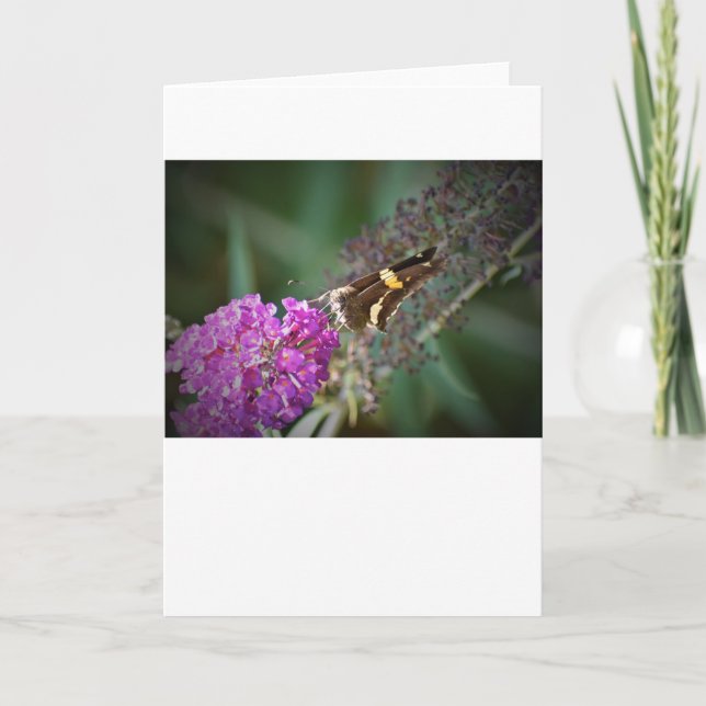 Papillon, carte (Devant)