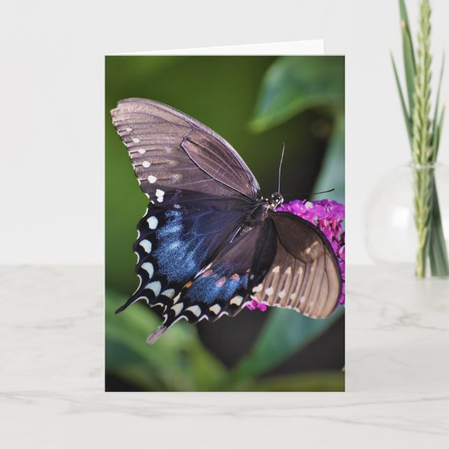 Papillon, carte (Devant)
