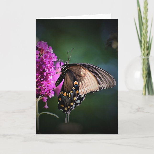 Papillon, carte (Devant)